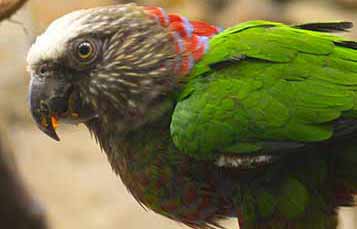 Brazilian Hawk-headed Parrot