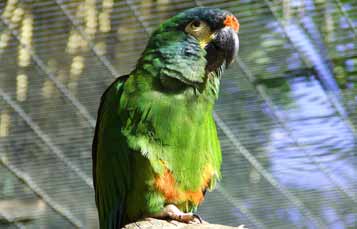 Illiger's macaw