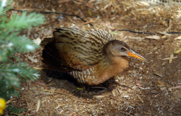 Light-Footed Clapper Rail