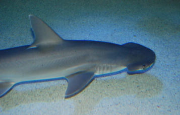Bonnethead Shark