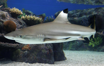 Pacific Blacktip Reef Shark