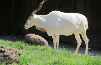 Addax Antelope