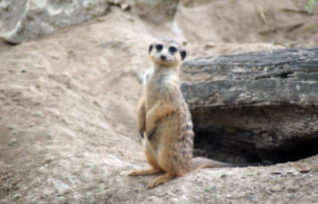 Slender Tailed Meerkat
