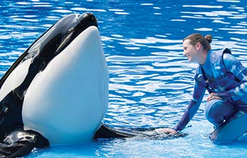 Killer whale with trainer