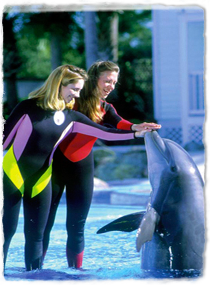 A dolphin rises out of the water to touch its head to the outstretched hands of two trainers standing on the side of the pool.