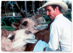 A Busch Gardens keeper with two camels.