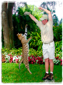 An African serval jumps vertically toward a target held above it by a trainer.