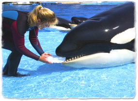 A trainer places a block of ice in a killer whale's mouth at the side of a pool.