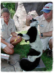 One trainer interacts with a lemur sitting on a scale while another trainer views the scale's display.