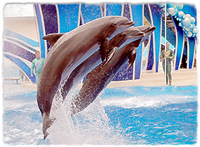 Three dolphins jumping out of the water side-by-side during a marine park performance.