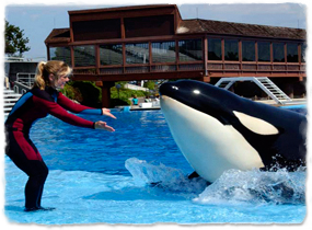 A trainer on the side of a pool gives hand signals to a killer whale that is approaching at the surface.