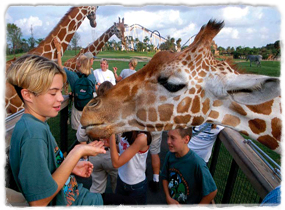 Giraffes bend their necks down to interact with guests at eye level. One giraffe in the foreground approaches a child's outstretched hand.