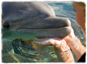 A dolphin with head just out of the water rests its rostrum (snout) in a guest's cupped hands.