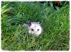 An opossum hiding in grass, partially obscured from view by the grass