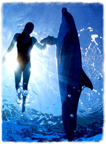 a trainer and bottlenose dolphin side-by-side with the trainer holding the dolphin's pectoral flipper
