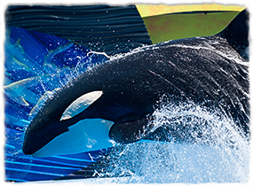A killer whale breaches during a show practice.