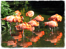 Several flamingoes in water, each standing on one leg with head tucked close to the body