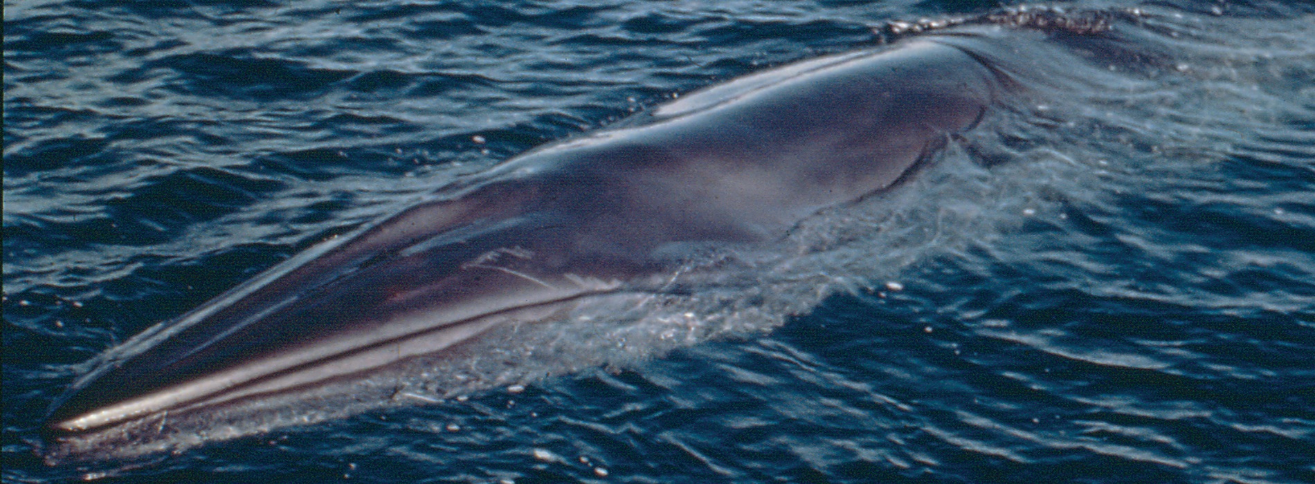 Baleen Whale