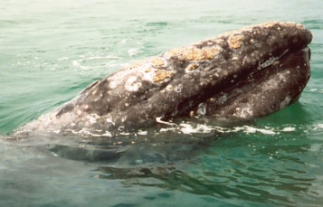 A whale and calf at the surface, viewed from the air