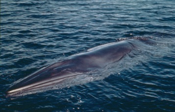 Close up of a whale's flipper
