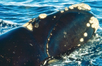 The mouths of several whales extend upwards above the surface