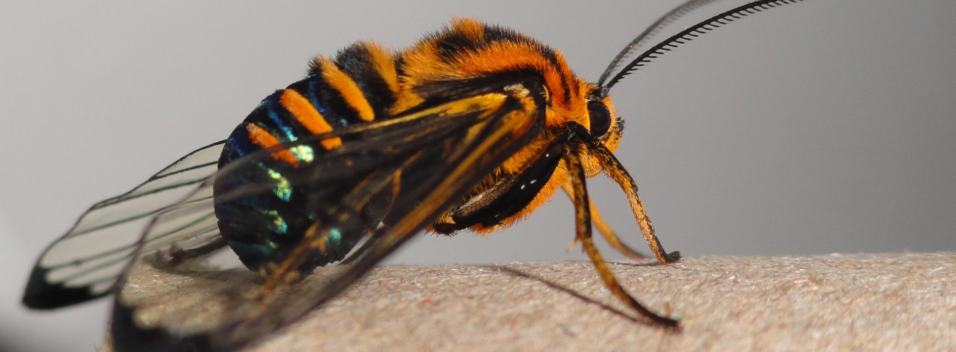 Close up of a black and yellow flying insect