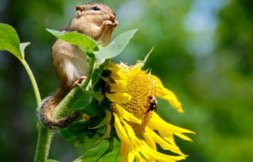 A small squirrel clings to a flower