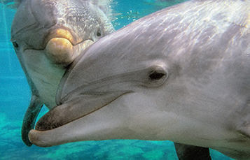 pair of bottlenose dolphins