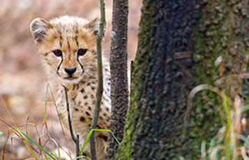 Young cheetah peeking around a tree