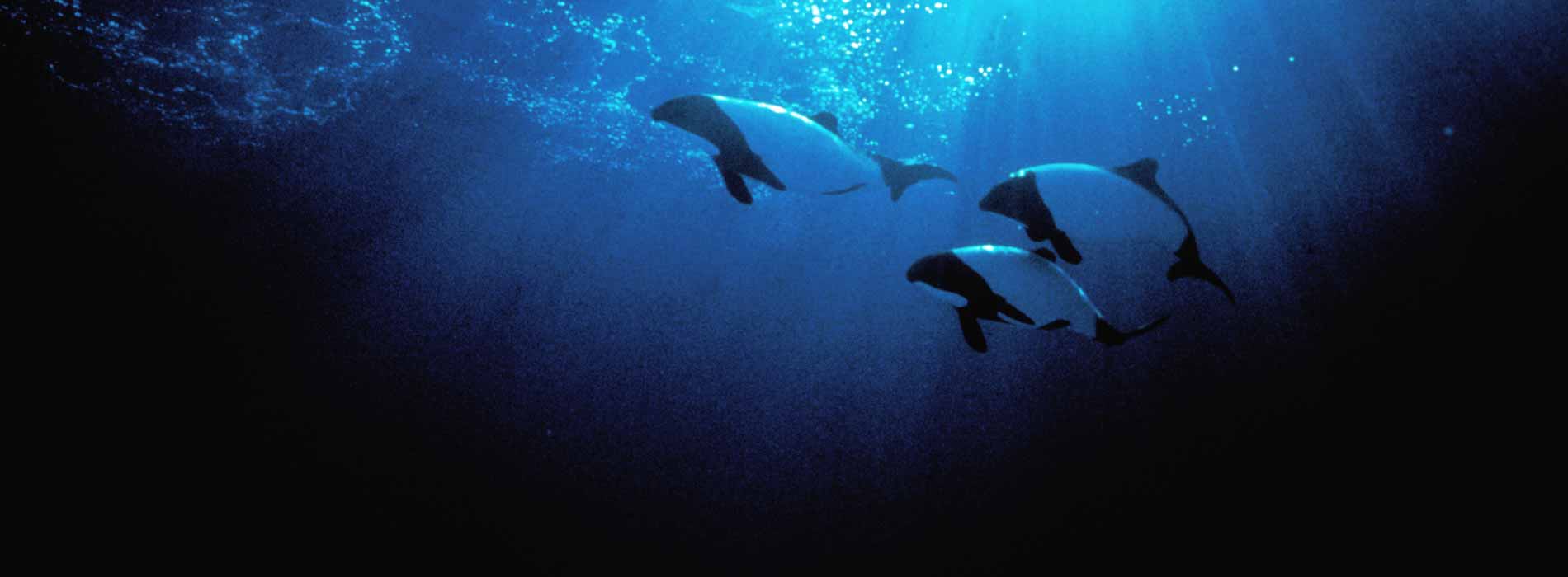 Three Commerson's dolphins swimming underwater