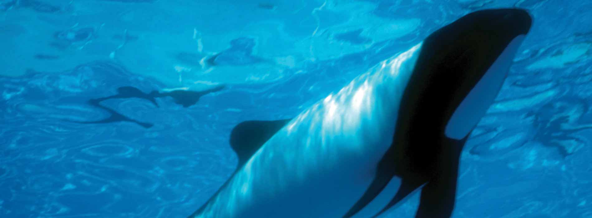 Commerson's Dolphin