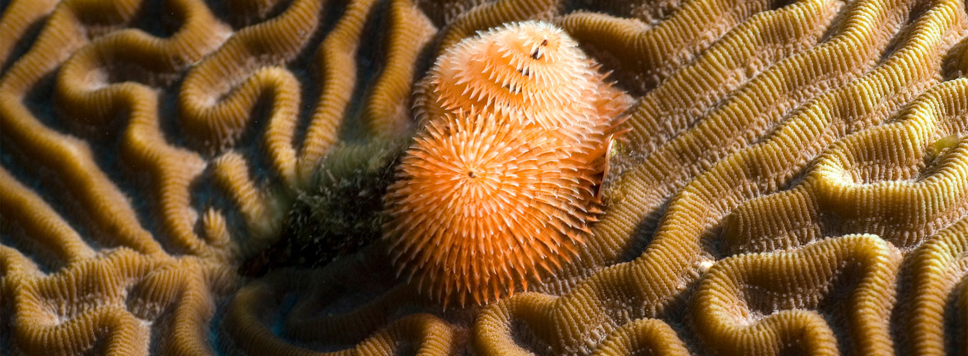 Brain coral with Christmas tree worm