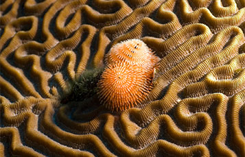 brain coral and Christmas tree worm