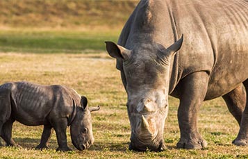 A baby and adult rhino graze