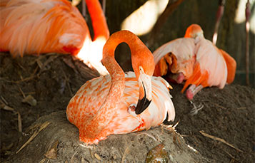 Flamingo nesting