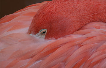 Flamingo snuggle