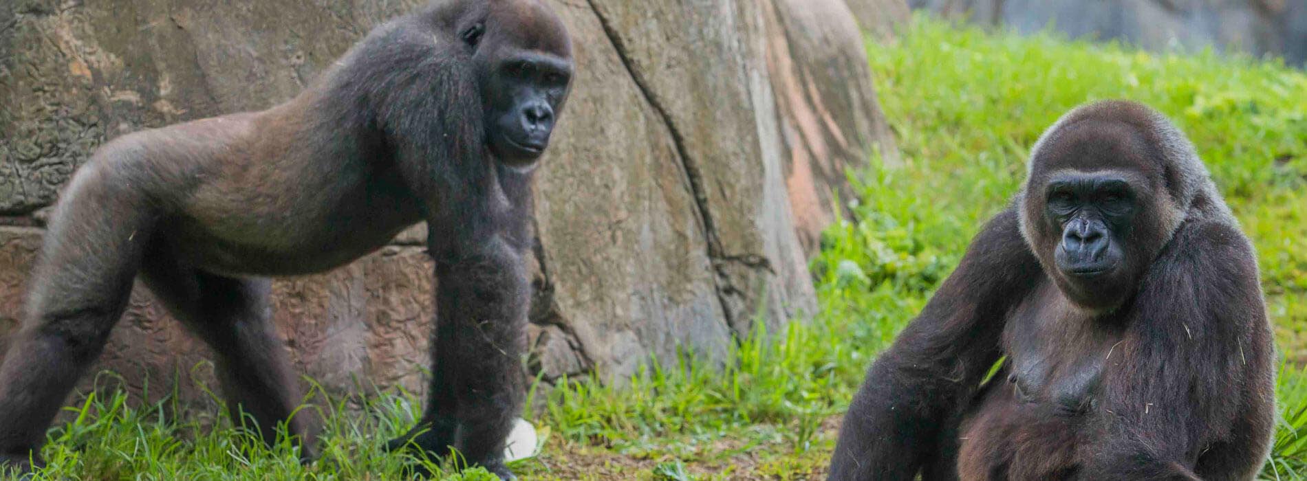 Two onlooking gorillas
