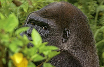 the face of a gorilla is visible, partially obscured by foliage