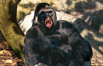 A gorilla with its mouth open while vocalizing.