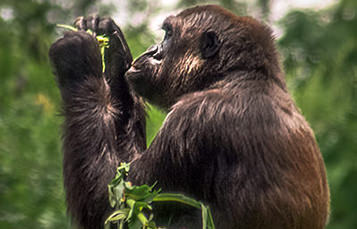 A gorilla holds a plant, preparing to eat