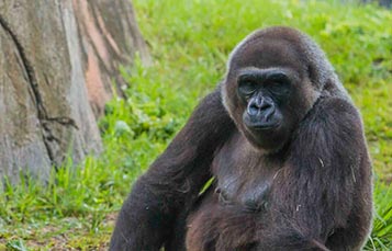 A gorilla sits in a grassy area, looking toward the camera