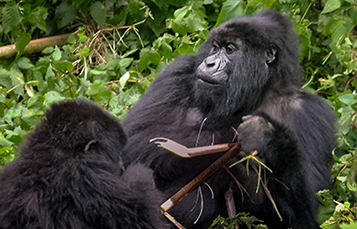 Two gorillas adjacent to trees