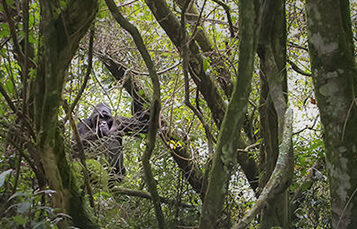 A gorilla climbs through trees