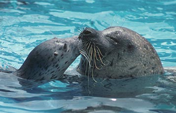 Two seals in water