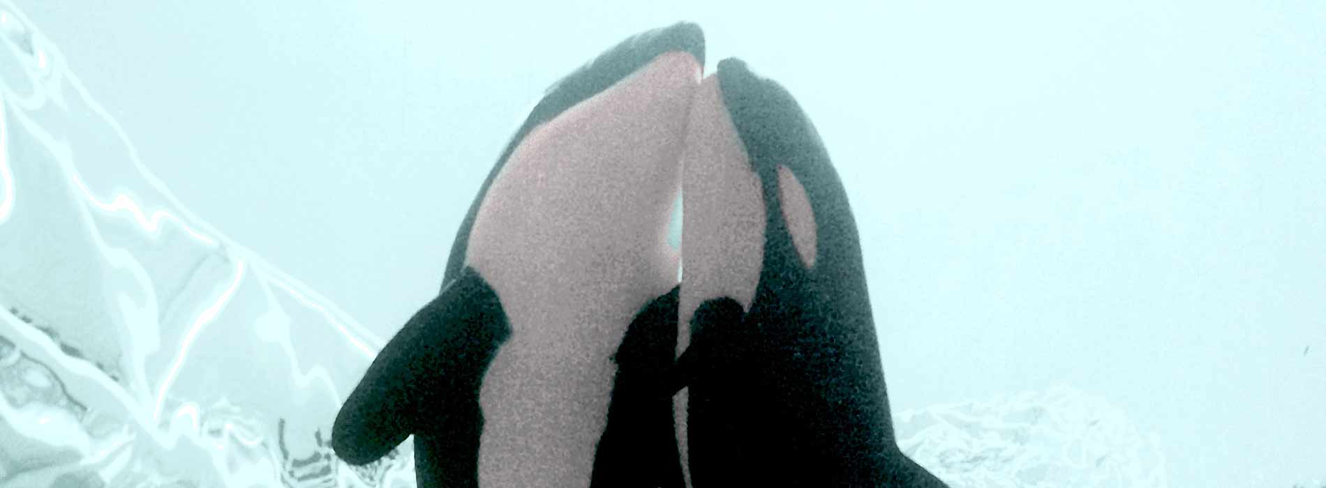killer whale mother and calf