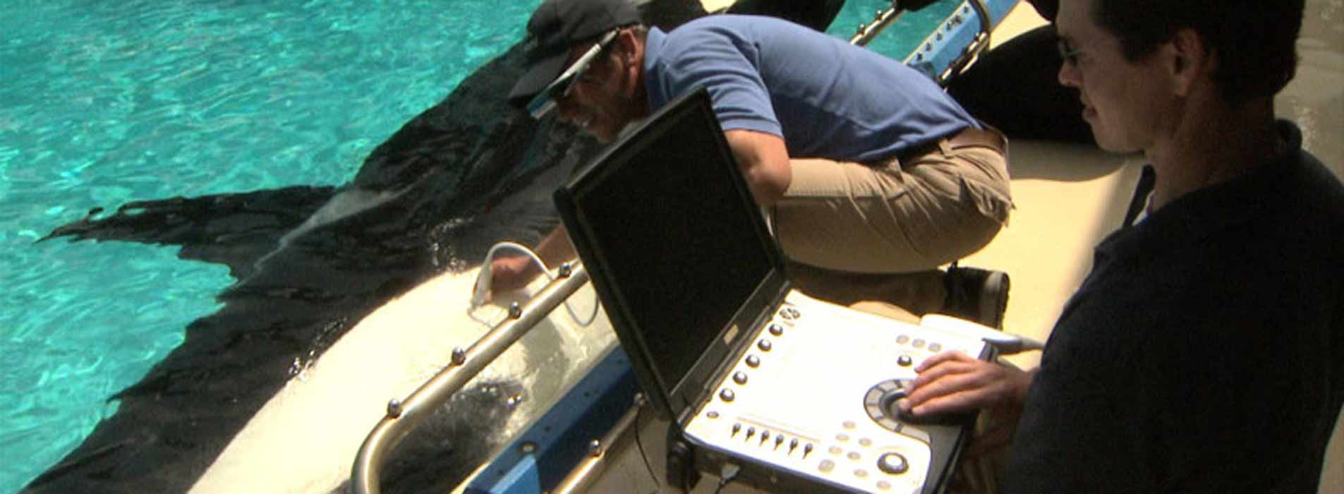 killer whale getting a sonogram