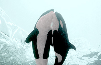 pair of killer whales