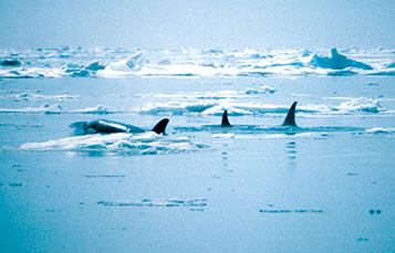 pod of killer whales in the wild