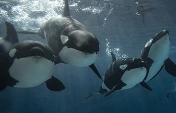 A pod of killer whales swims
