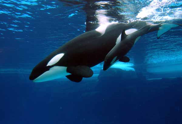 Killer whale and calf diving